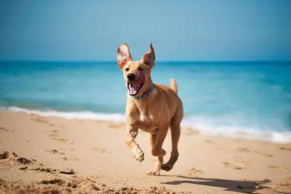 Destinos pet-friendly Brasil com pet na praia