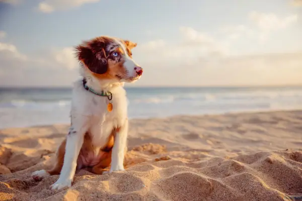 Cachorro em praia pet-friendly