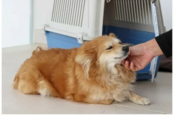 Viajar com pets em caixa confortável