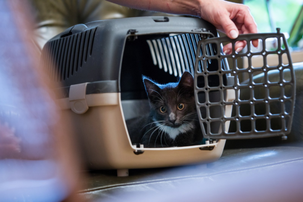Gato passeio carro em caixa confortável
