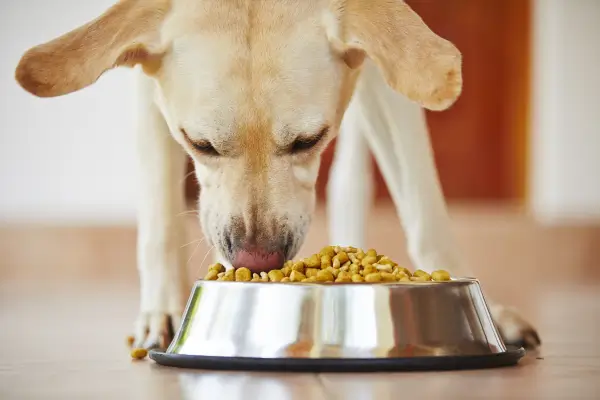 Alimentação saudável pets com comida natural
