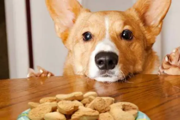 Treinamento positivo pets com recompensa