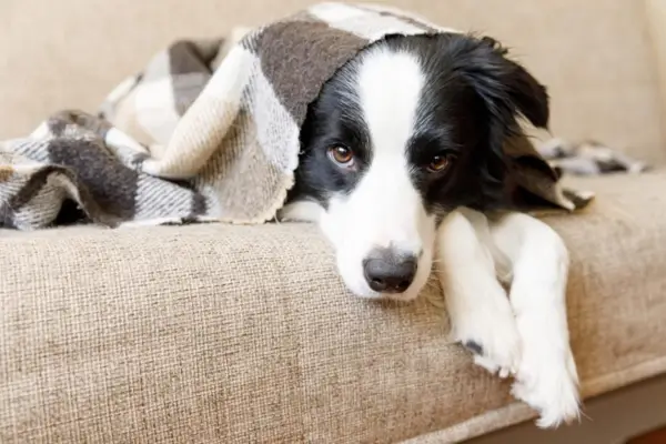 Cachorro ansioso escondido em casa