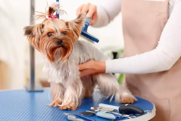 Banho e tosa de cachorro em pet shop