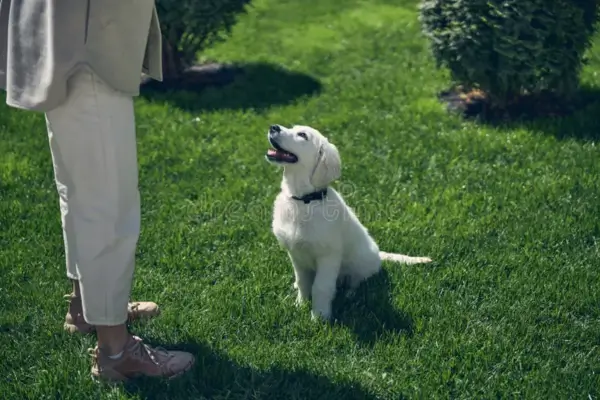 Treinamento de pets com cachorro aprendendo comandos