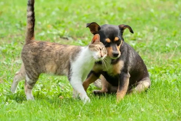 Socialização de pets com cão e gato interagindo