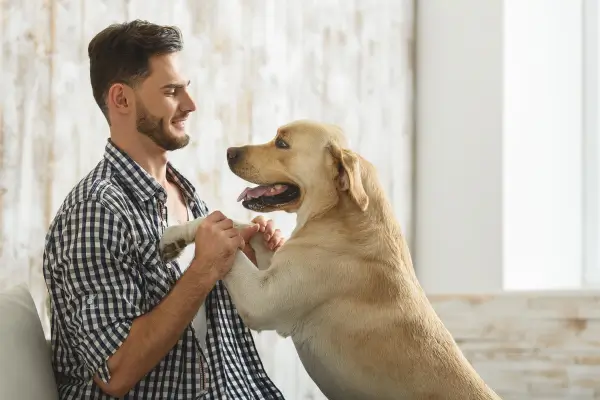 Comunicação com cachorro por olhar atento
