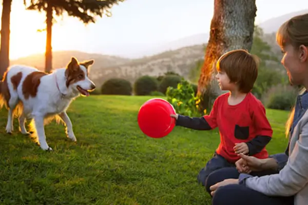 Enriquecimento ambiental pets com cão e brinquedo