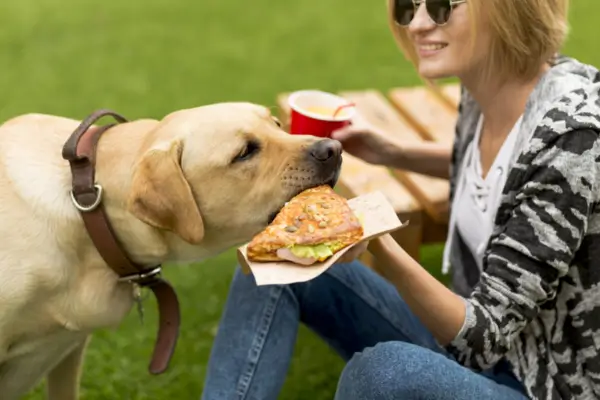 melhores rações para pets em viagem snacks saudáveis para pets alimentação pet em viagens como alimentar pet viajando
