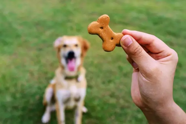 Cachorro com rações e snacks para viagens com pets em parada