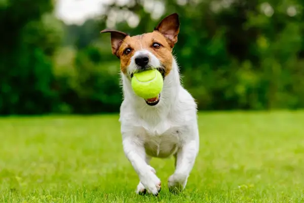 Exercícios para pets com cachorro brincando no parque