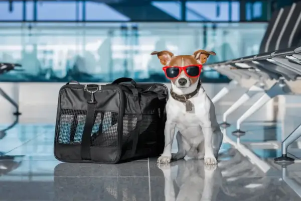 Viajar com cachorro no avião em caixa de transporte segura