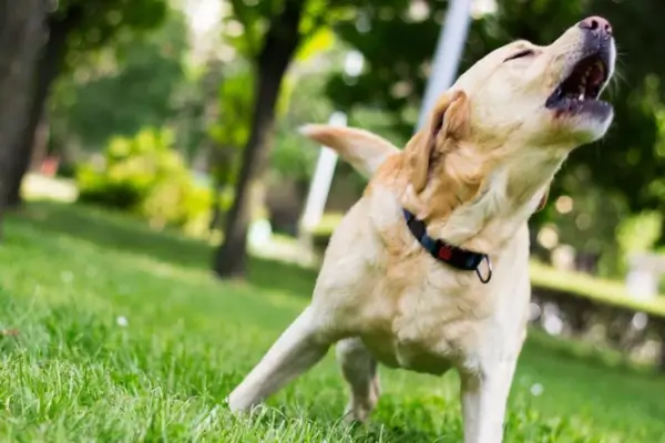 Cachorro late muito por ansiedade ou tédio