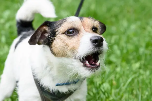 Por Que Meu Cachorro Late Muito?