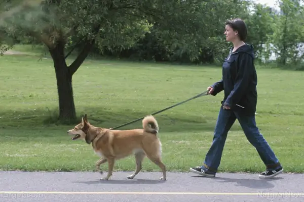 Passeios com pet usando coleira segura em parque