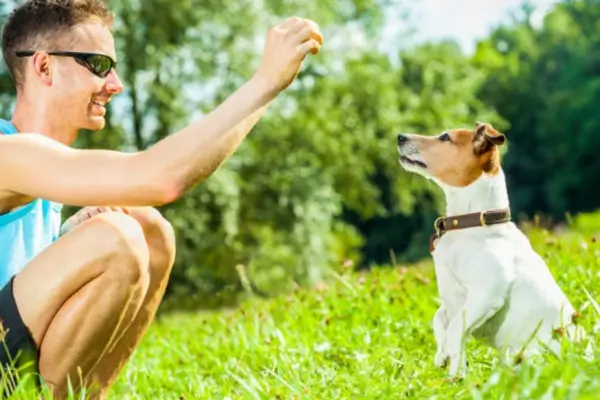Cachorro aprendendo comandos básicos para cachorro com petisco