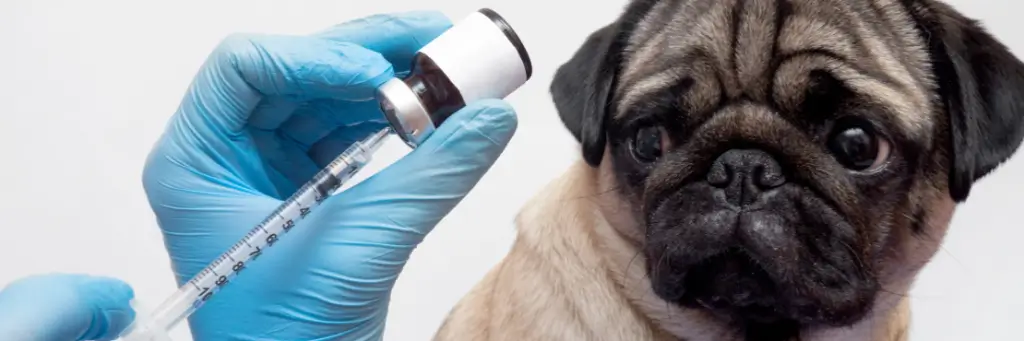 Vacinação de pets em consulta veterinária