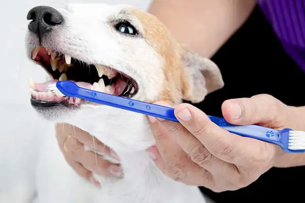 saúde bucal pets
