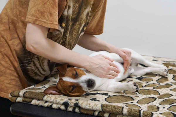 Massagem para pets relaxando cachorro em casa