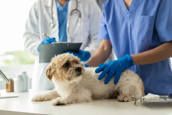 vacinas para cães e gatos