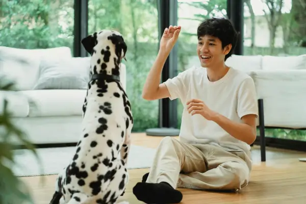 Cachorro aprendendo comandos básicos para cachorro com petisco