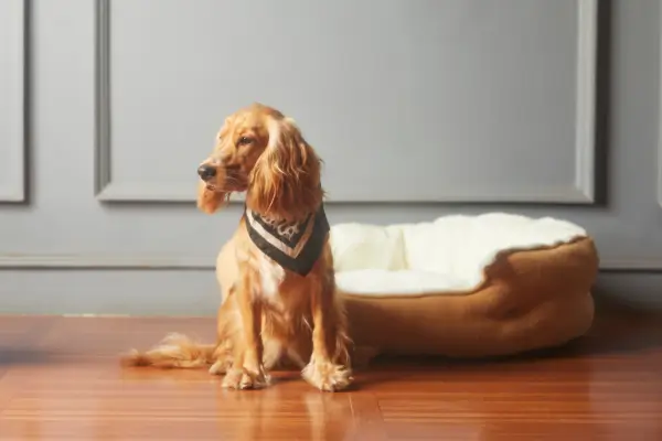 Aromaterapia para pets com difusor em casa