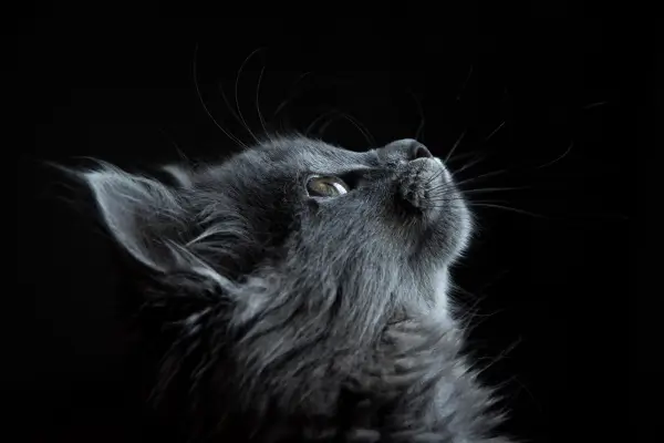 gato dormindo