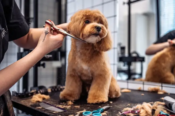 Banho e tosa de cachorro em pet shop