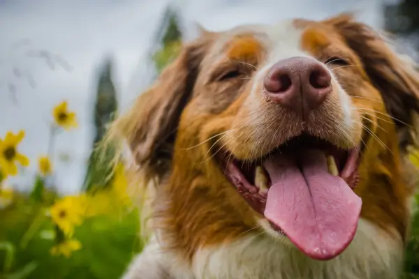 Pet Saudável e Feliz: 5 Dicas Infalíveis para o Ano Todo