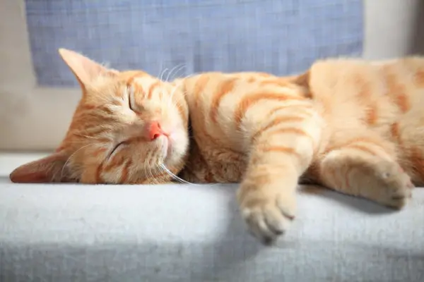 Gatos noturnos descansando à noite