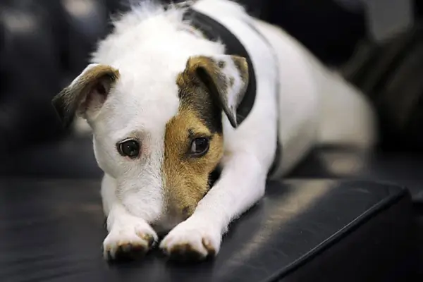 Ansiedade em cachorros reduzida