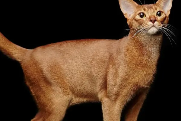 Gatos antigos como o Abissínio