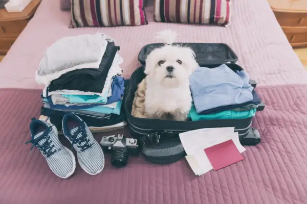 Viagem segura pet com caixa confortável