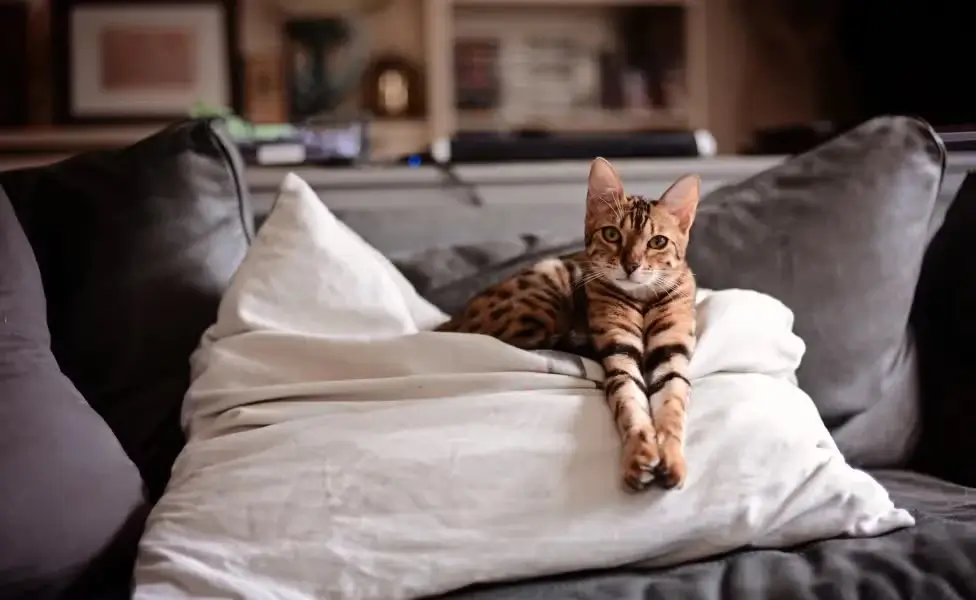 Bengal