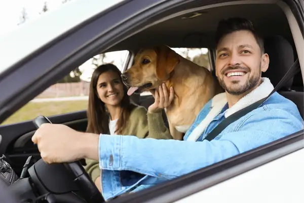 Viagem segura pet com caixa confortável