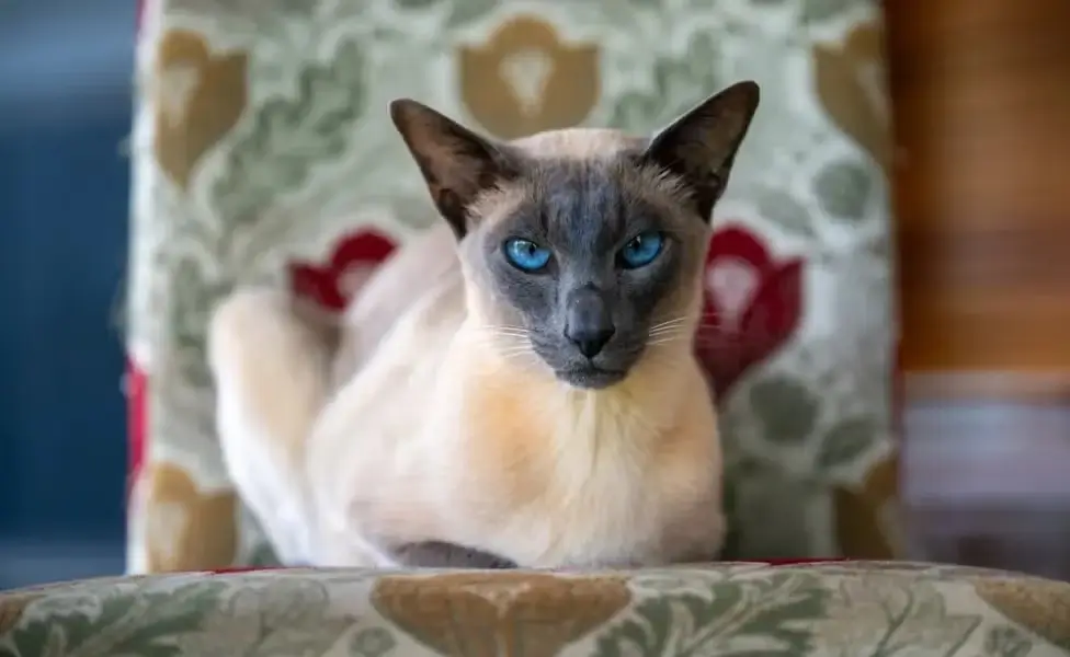 Gato Siames