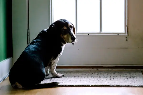 Cachorro idoso andando em círculos na sala de estar à noite