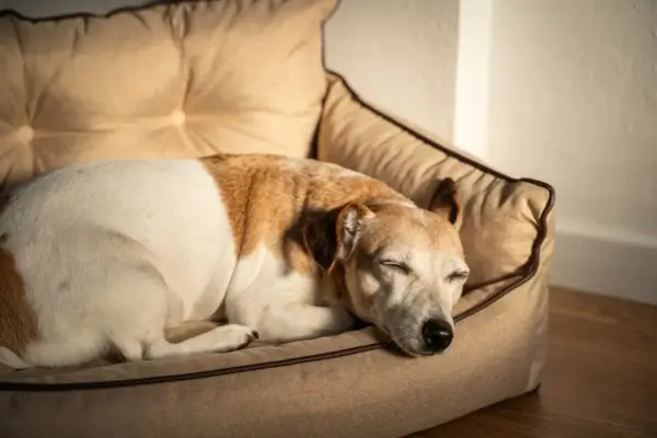 Espaço de descanso ideal para cão idoso
